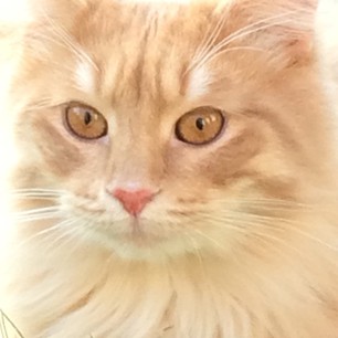 sibirisk katt Remus